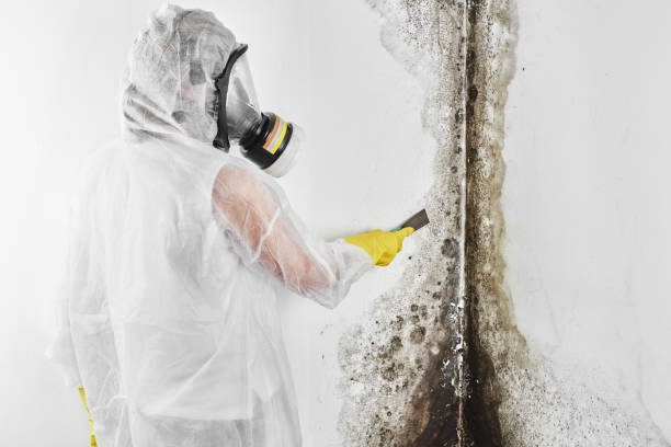 Best Home Mold Removal  in Pembroke, GA