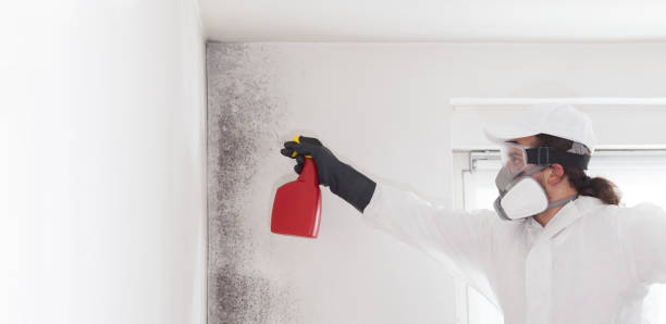 Best Attic Mold Removal  in Pembroke, GA