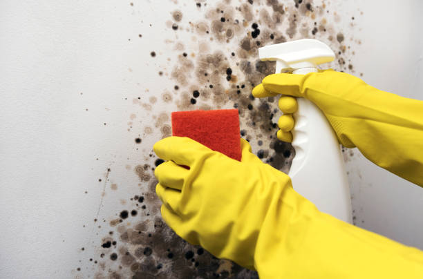 Office Mold Removal Services in Pembroke, GA