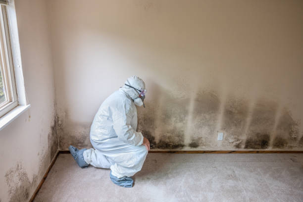 Home Mold Removal in Pembroke, GA
