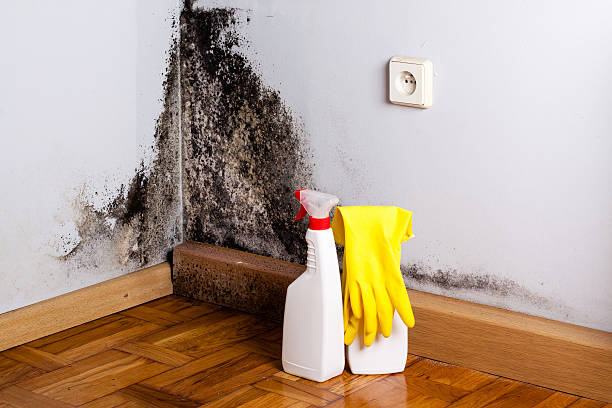 Best Home Mold Removal  in Pembroke, GA